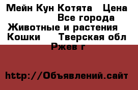 Мейн Кун Котята › Цена ­ 15 000 - Все города Животные и растения » Кошки   . Тверская обл.,Ржев г.